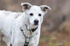 LINNY - Mix - 12 Jahre - Tierhilfe-Franken e. V.