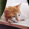 SWEETY - europäische Kurzhaarkatze - 1 Jahr - Tierhilfe-Franken e. V.