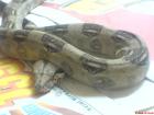 Verkaufe 1 2 Boa constrictor DNZ 2022