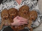 Zwergpudelwelpen apricote und black tan