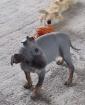 American Hairless Terrier Welpe Rüde