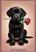 Labrador Mama Notizbuch Buch Das perfekte Geschenk für Hunde Liebhaber Fans