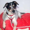 TY - fitter Jack-Russell-Mix - 12 Jahre - Tierhilfe-Franken e. V.