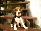 Beagle-Welpe 3 Monate alt