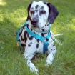 FIONA DA - Dalmatiner - 8 Jahre - Tierhilfe-Franken e. V.