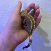 Crested Gecko / Kronengecko Pinstripe abzugeben