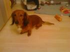 Bodo sucht dringend ein neues liebes Zuhause