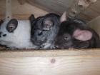 Chinchillas suchen neuen Pelletspender