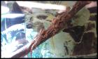 Junge Bartagame Nachzuchten abzugeben Pogona vitticeps