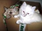 Jetzt können unsere Birma/Ragdoll Mixkittys zu ihren neuen Familien einziehen