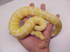 Verkaufe 2 Albino Königspyhtons mit terrarium