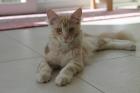 Maine Coon Katerchen Charlie sucht liebes Zuhause