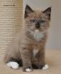 Bezaubernde Ragdollkaterchen