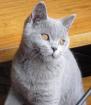 Unser Kuschelbär kleiner BKH-Kartäuserbär sucht auf diesen Wege liebe Menschen
