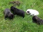 Reinrassige französische Bulldoggen Welpen i