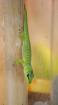 Phelsuma Grandis / Madagaskar Taggeckos