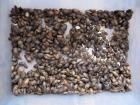 1000 Argentinische Waldschaben Blaptica dubia gemischt