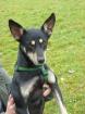 Lieber Sandor sucht neues zuhause