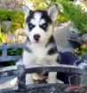 Wunderschöne Siberian Husky Welpen geimpft gekippt entwurmt
