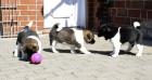 Wunderschöne Akita Inu Welpen mit FCI