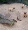Bullmastiff Welpen mit Ahnentafel