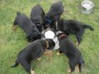 Wunderschöne Rottweilerwelpen mehrfach entwurmt geimpft und gechipt