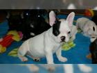 Französische Bulldoggenwelpen