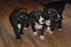 Top XXL American Bully Hündinnen und Rüden