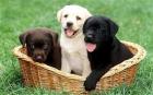 Labrador Retriever Welpen