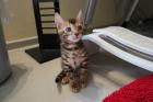 Verschmuste Bengal Kitten mit Stammbaum