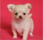 Wunderschöne Reinrassige Mini Chihuahua Welpen