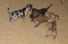 Deutsche Doggen Welpen gelb porzellan grautiger gelb schwarz