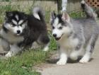 Zwei 11 Wochen alten sibirischen Husky zur Adoption