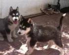 Siberian Husky Welpen mit VDH/ FCI Papieren