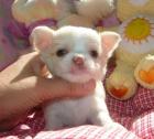 Chihuahua Welpen Geimpft Registriert. m