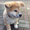 Akita Inu Welpen mit VDH/FCI Papieren
