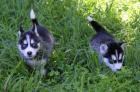 Reinrassige Siberian Huskys Rüden und Weibchen