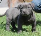 Wunderschöne Pitbull Blueline Welpen