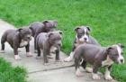 American Bully Welpen XXL Blueline