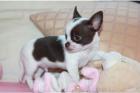 Gesunde Chihuahua Welpen zu verkaufen
