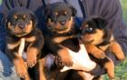 Kräftige gesunde und reinrassige Rottweilerwelpen Rottweiler Welpen