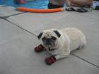 Home Raised Pug Welpen