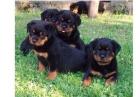 Rottweilerliebhaber kaufen nicht IRGENDWO denn sie sind nicht IRGENDWER