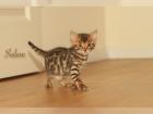 Bengalkatzen weiblich mit papiere