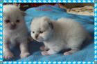 Wir haben Heilige Birma Babys mit Stammbaum