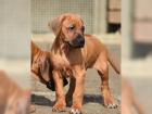 Bezaubernde Rhodesian Ridgeback Welpen mit Papieren