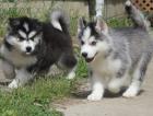 Bezaubernde Siberian Husky Welpen