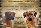 Rhodesian Ridgeback Wurfplanung Oktober/November 2022