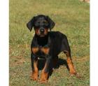 Dobermann welpen - Aus einem Naturparadies