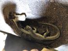 Suche Wüstenleguan-Weibchen Dipsosaurus dorsalis